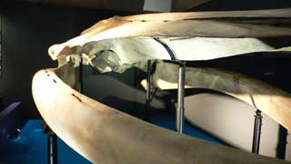 シロナガスクジラの頭骨模型