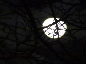 桜の枝越しの月